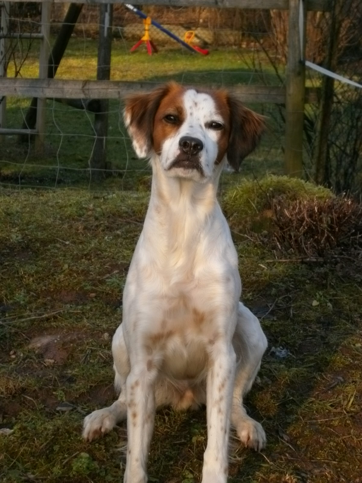 Mia (Epagneul Breton, Pointer) Mischling Mix