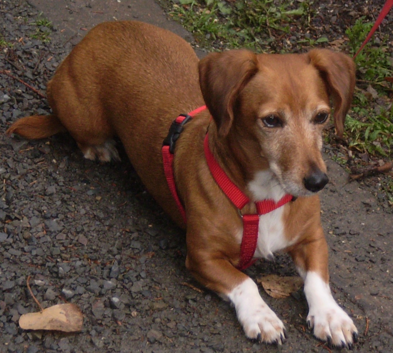 Ronja (Dackel, Jack Russell Terrier) Mischling Mix