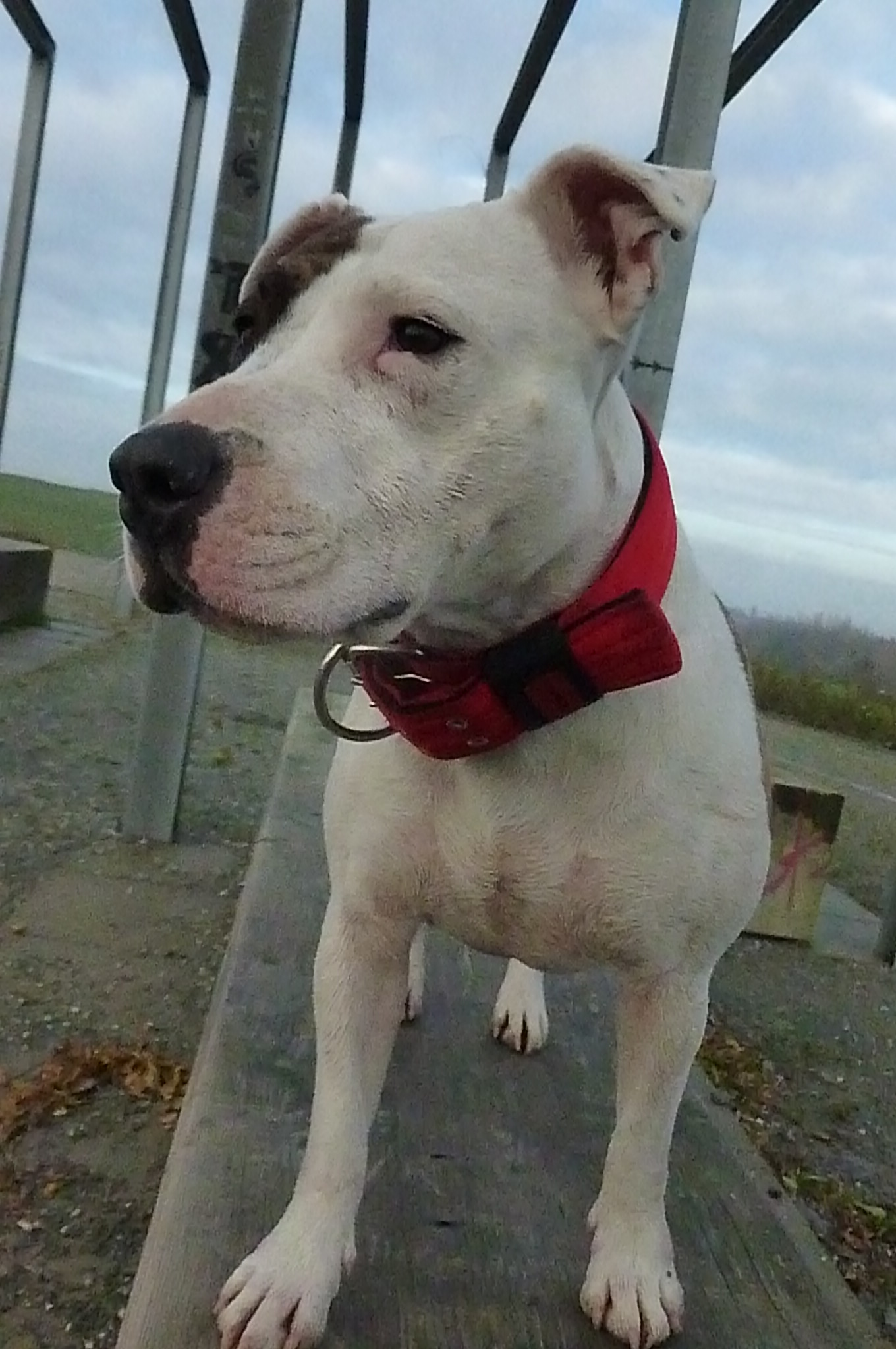 Sari (Bullterrier, Olde English Bulldogge) MeinMischling.de