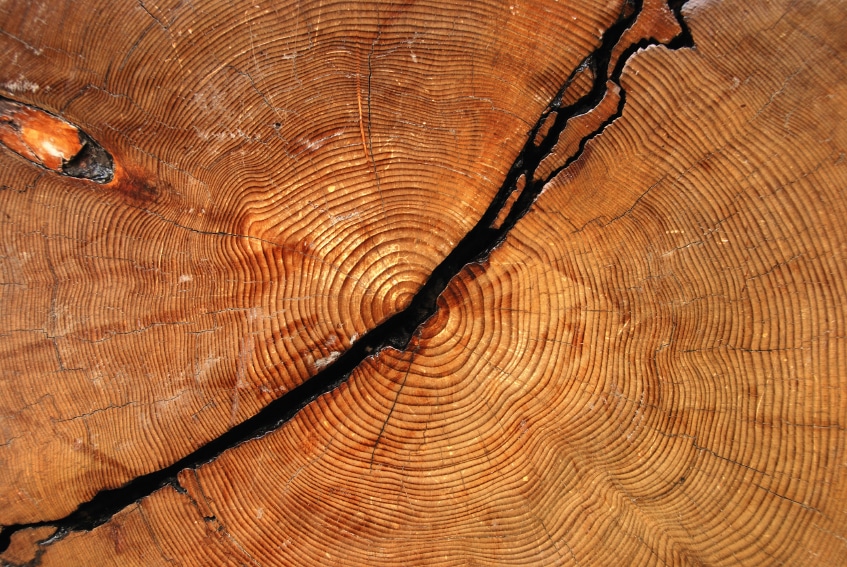 Growth Rings Melaleuca Journal