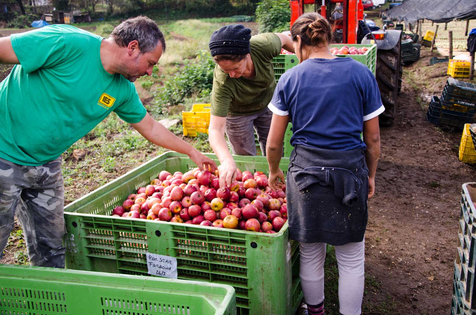 Azienda Mela Annurca Buffolino