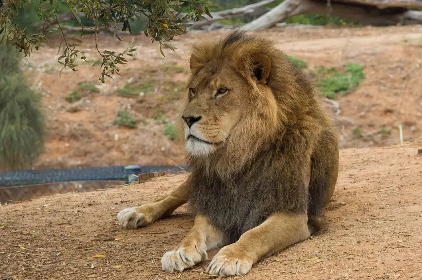 The Best Suburbs in Melbourne for Families Melbourne Pixel