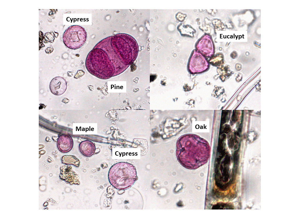 This week's common pollen types Melbourne Pollen