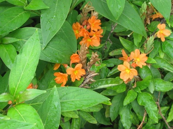 Crossandra Flowers – MelindaJanice.Com – Craft Works, School Projects ...