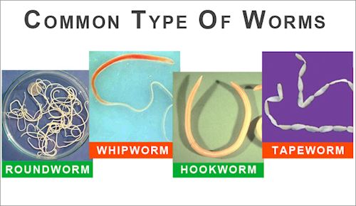 Intestinal WormsMelton Veterinary Clinic