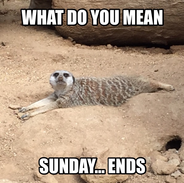 Meerkat Memes