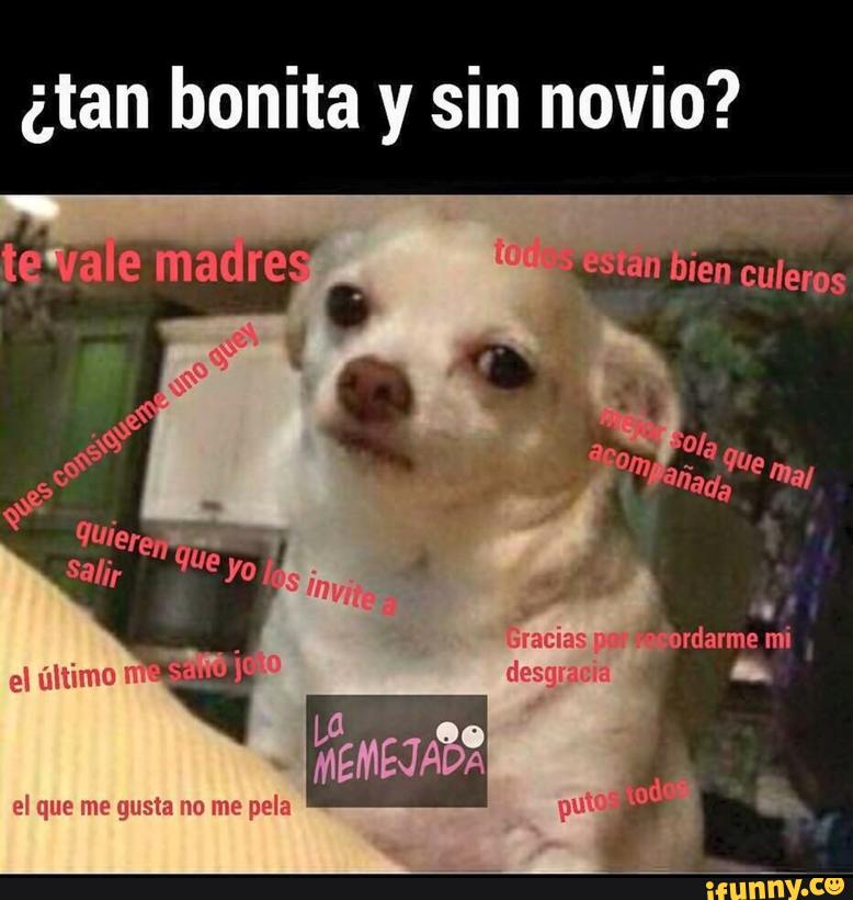 Chihuahua Meme Mexican 2006paul