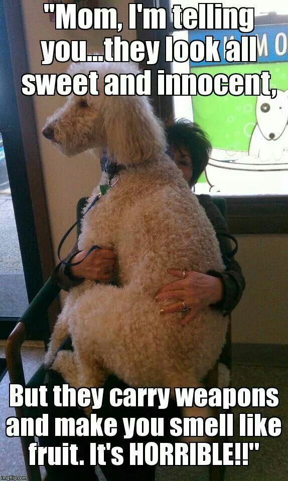 Funny Dog Haircut Pictures