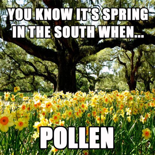 Pollen Memes