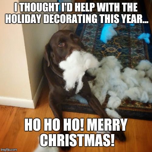 Funny dog christmas Memes