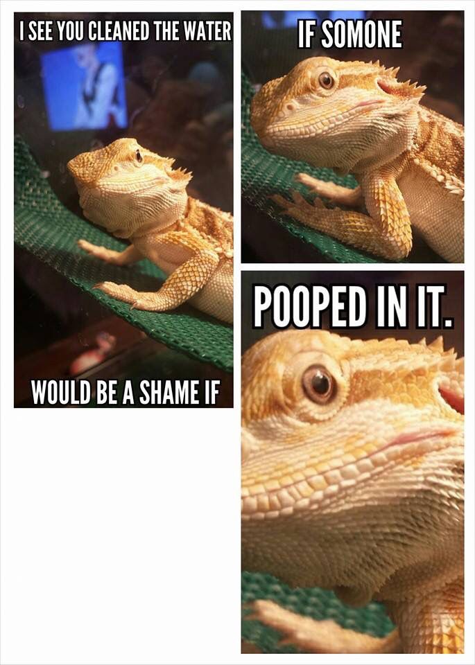 Reptile Memes