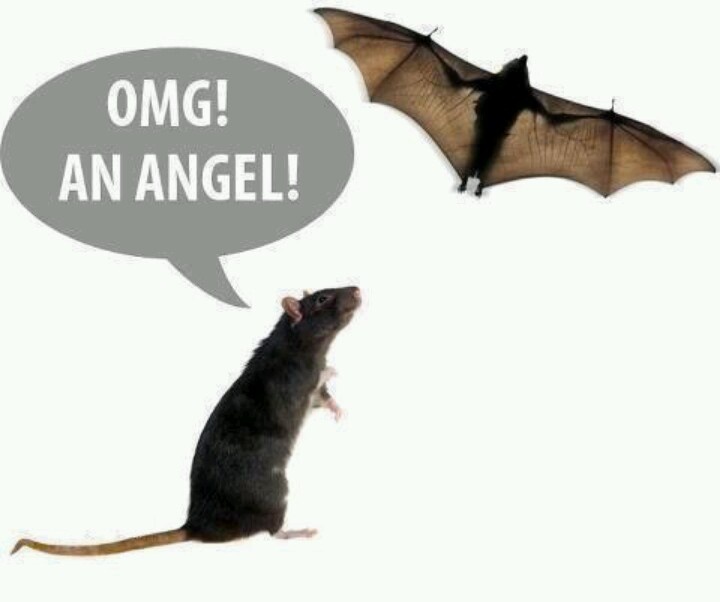 Bat Memes