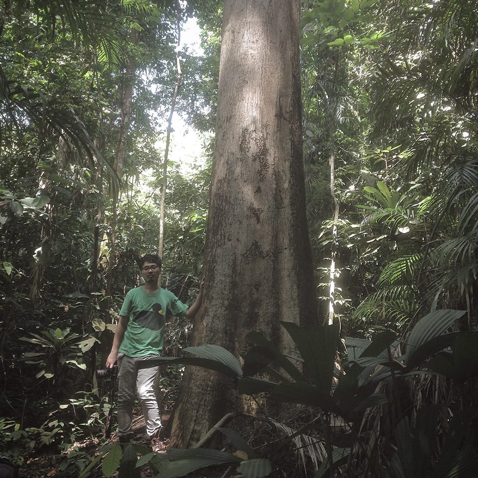 Singapore’s Tallest Tree Singapore, very old tree