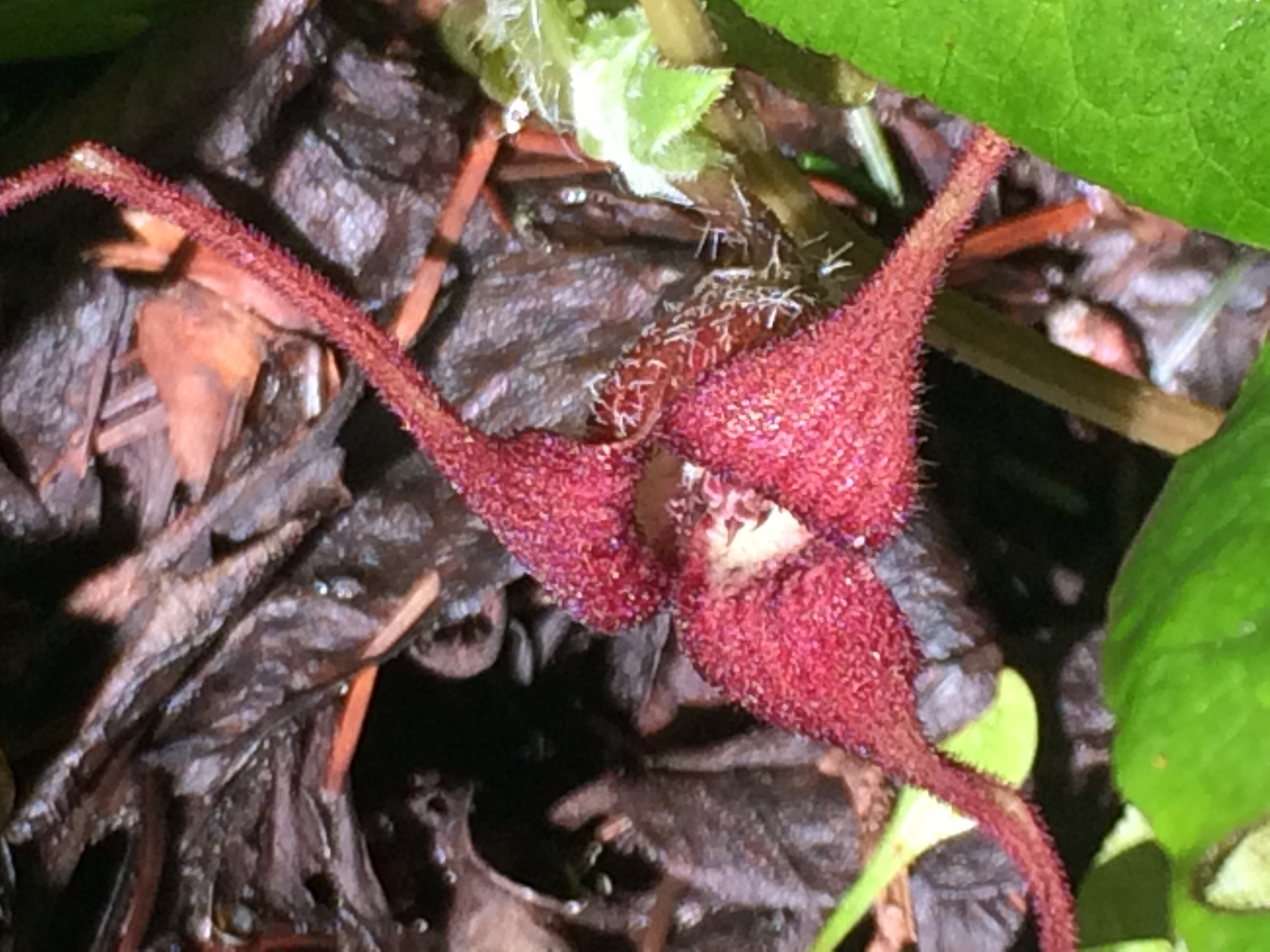 Wild Ginger is blooming. Mendonoma Sightings
