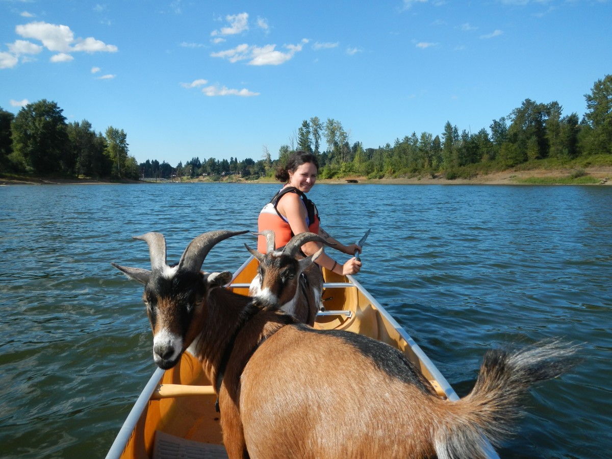 Goats in Boats on the Willamette River Canoe & Kayak Magazine