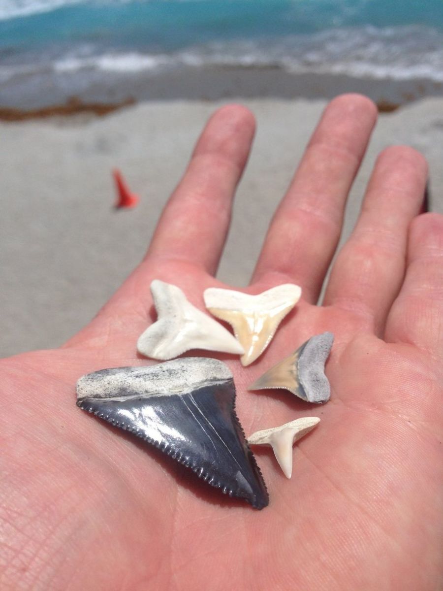 Florida beach littered with shark teeth after dredging project Men's