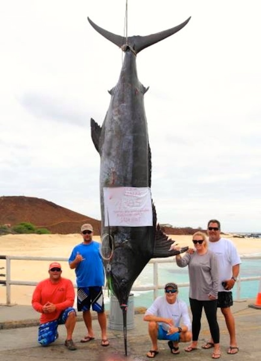 1,305pound blue marlin is largest ever caught by a woman; a probable