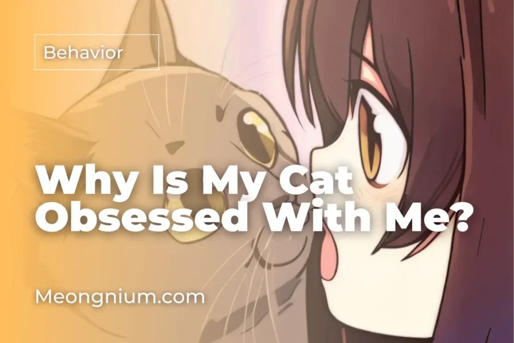 Meongnium — The Purrfect Guide for Cat Lovers