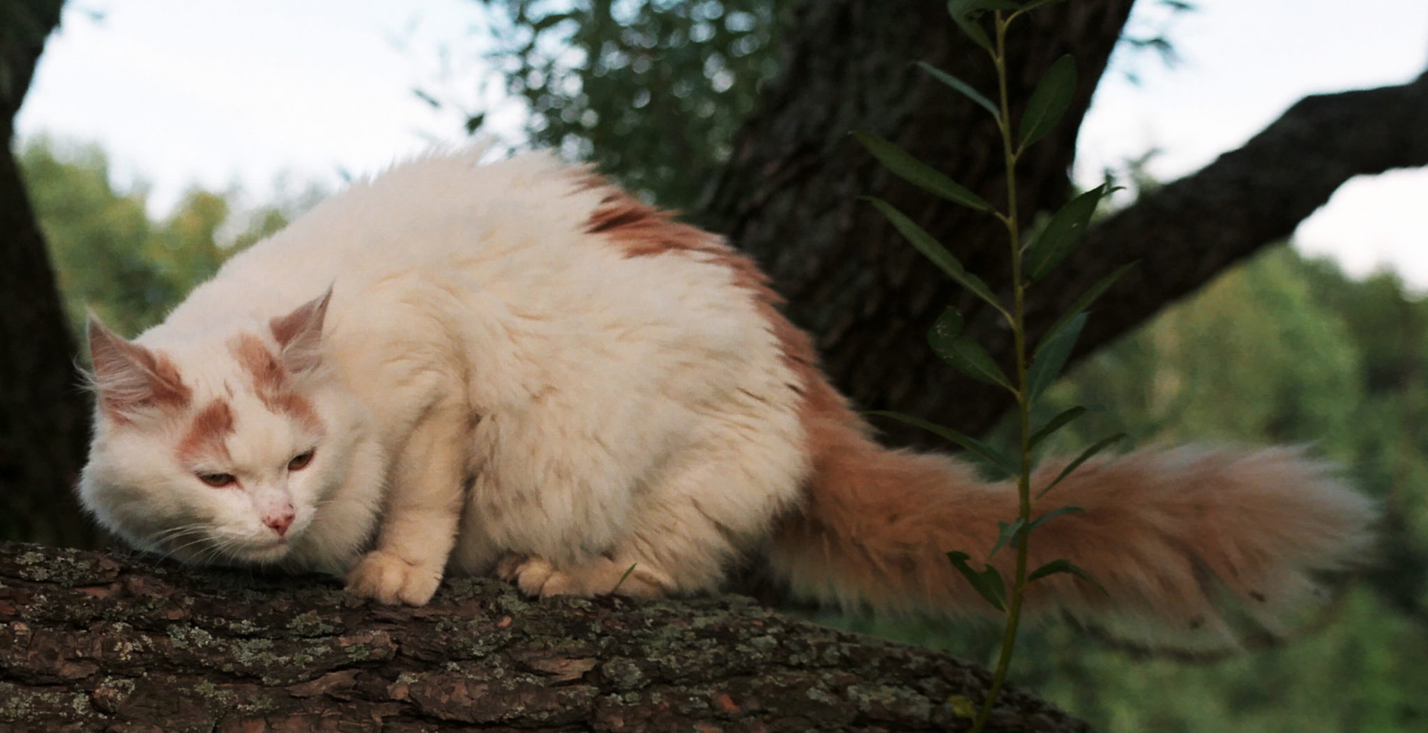 18 Amazing Breeds Of Cats That Like Water MeowFluent