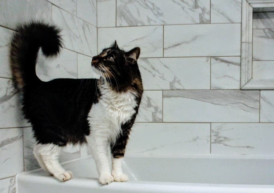 Why Does My Cat Lick The Shower Curtain? Cat Behaviors Explained