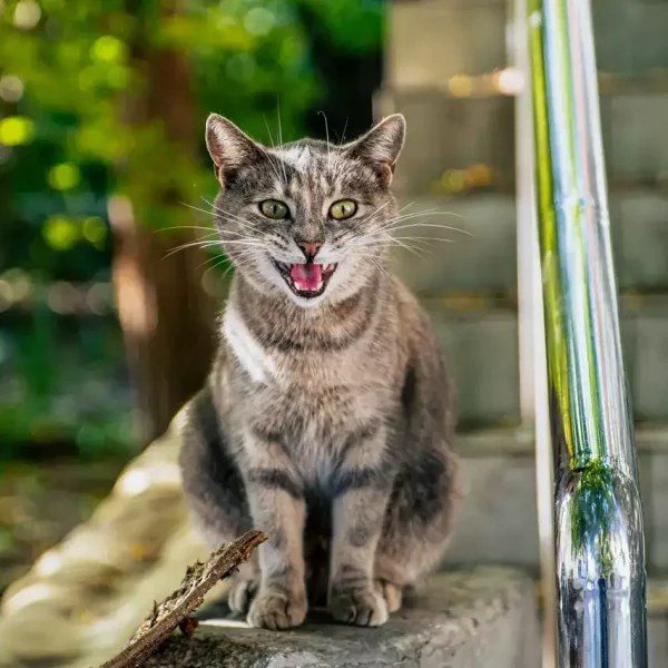 Why Does My Cat Smell My Belly Button? (What The Sniff Means) MeowFluent