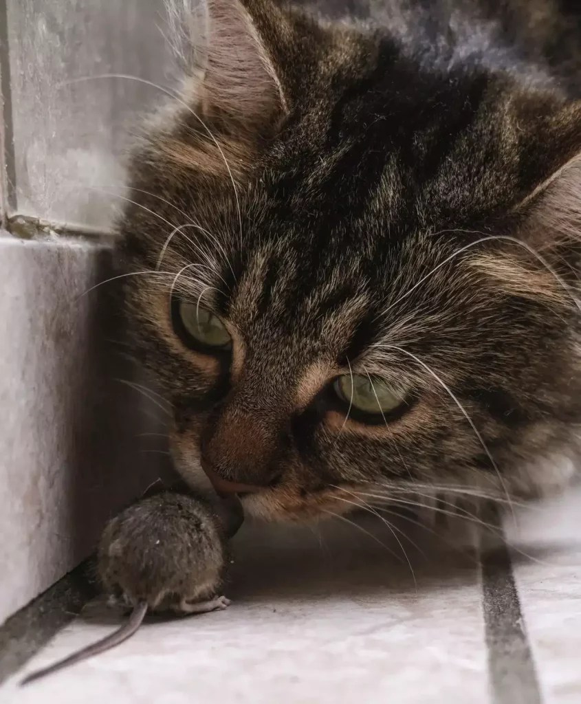 Will A Cat Keep Mice Away? (+ Scare Mice With Smell & Hair) MeowFluent