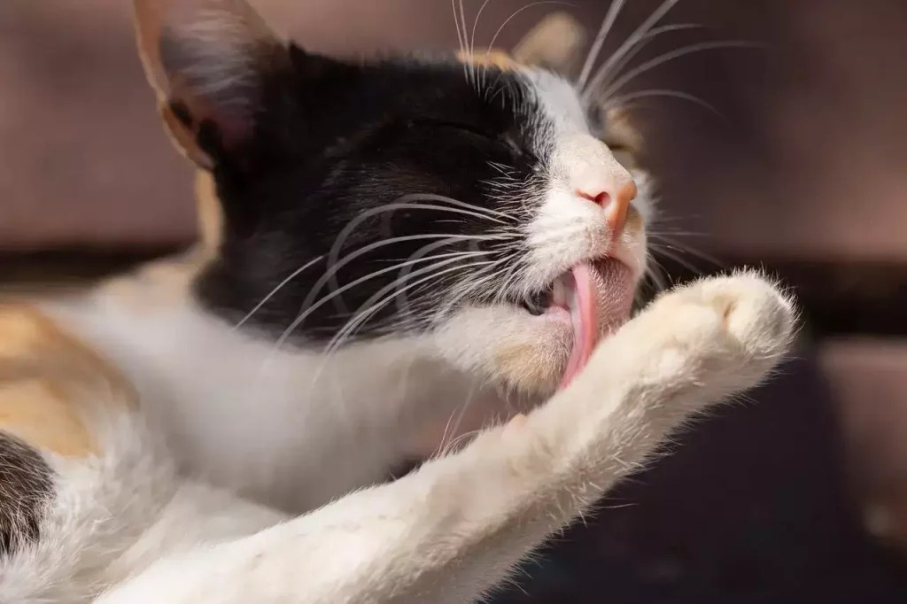 What To Do If Your Cat Has A Broken Paw? MeowFluent