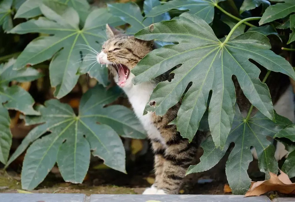 Is It Bad For Cats To Eat Moss? Why & The Risks MeowFluent