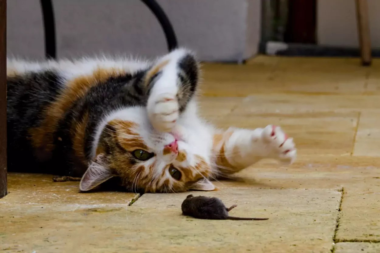 Will A Cat Keep Mice Away? (+ Scare Mice With Smell & Hair) MeowFluent