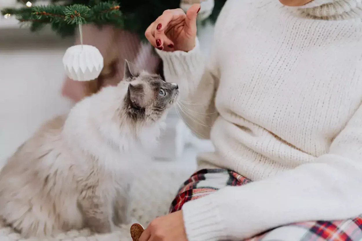 Do Cats Understand When You Point At Them? MeowFluent