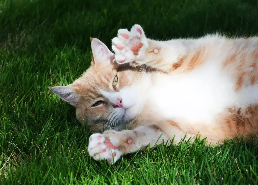 What To Do If Your Cat Has A Broken Paw? MeowFluent