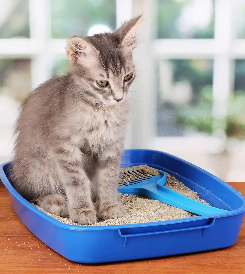 How To Potty Train A Kitten In 9 Easy Steps MeowFluent