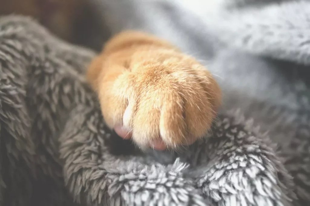 What To Do If Your Cat Has A Broken Paw? MeowFluent