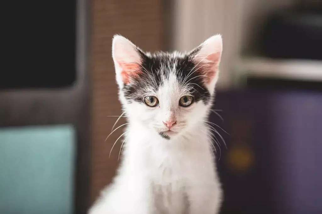 How To Keep My Kitten Warm In Winter? MeowFluent