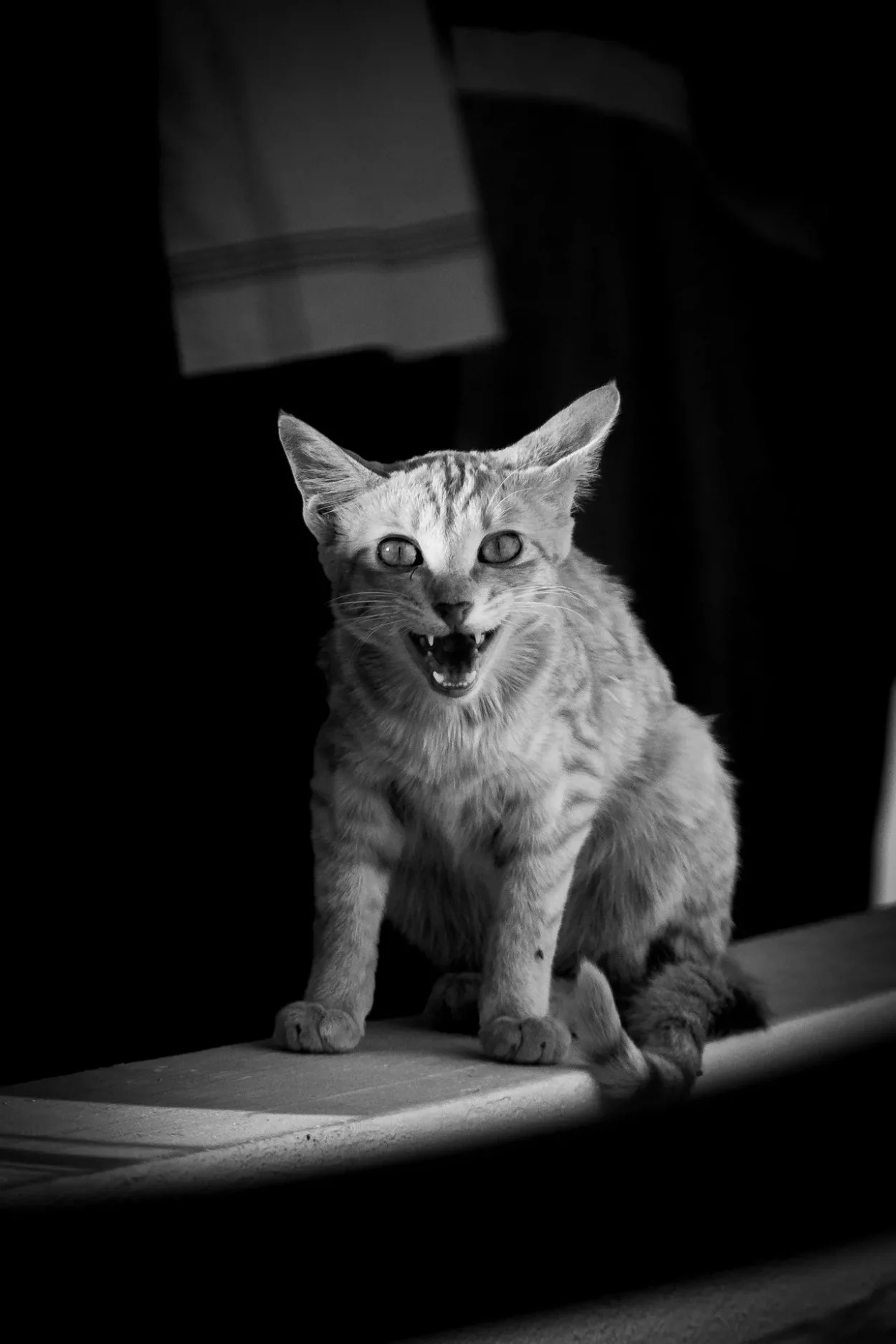 Can Cats Get Sore Throats From Hissing Too Much? MeowFluent