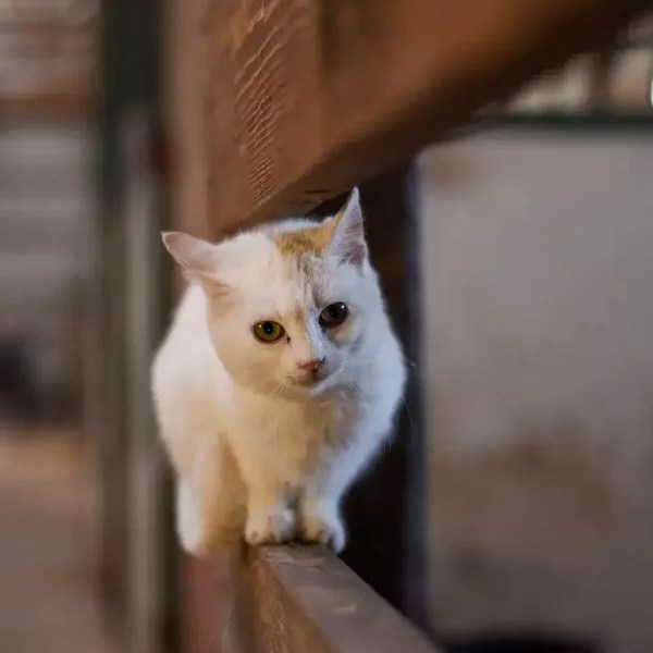 How To Keep Cats Out Of Trash Cans? (Outside & Inside The Home
