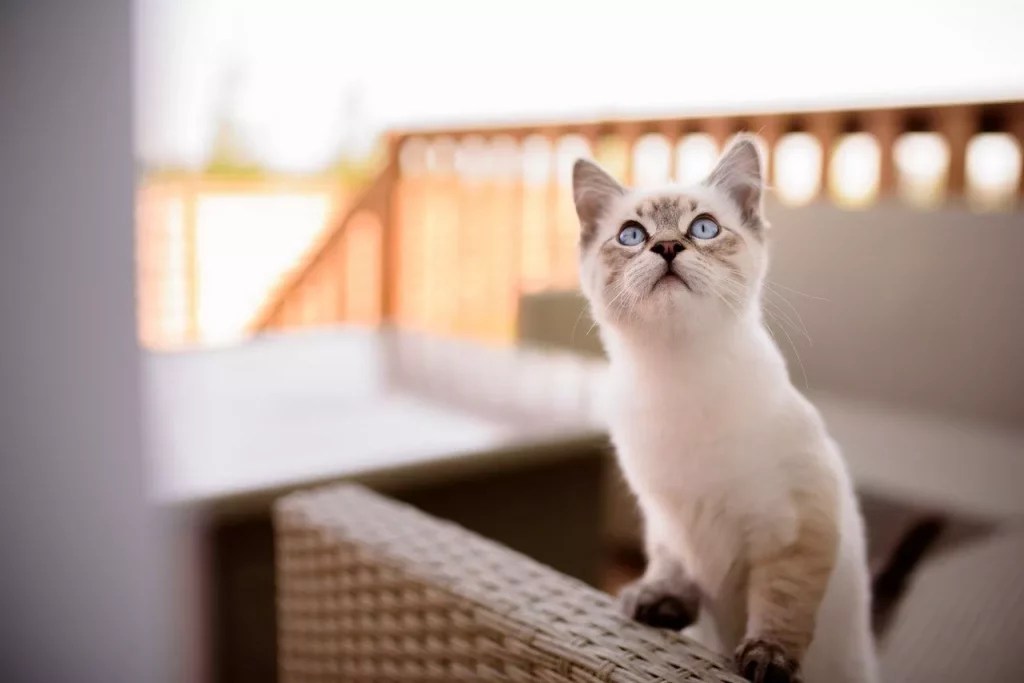 Why Are Ragdoll Cats So Expensive? MeowFluent