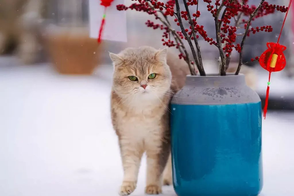 Can Cats Catch Colds From Humans? MeowFluent
