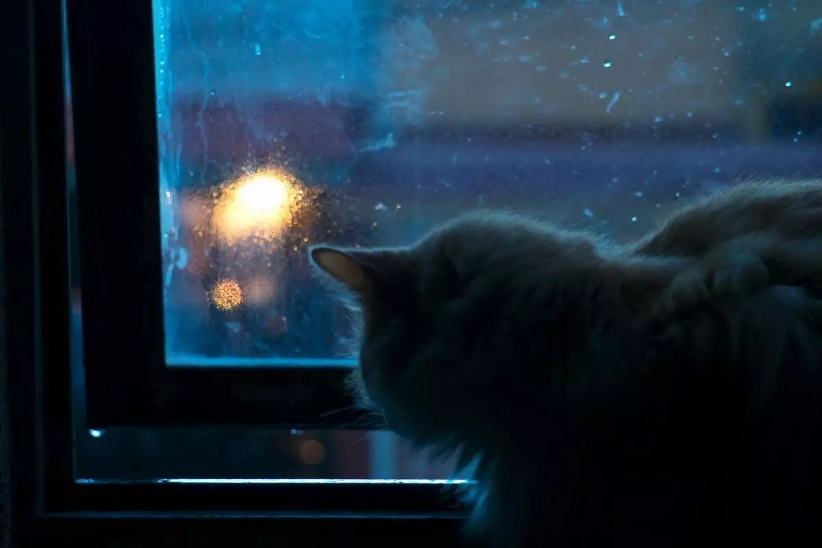 Can Cats Sense Sadness? MeowFluent