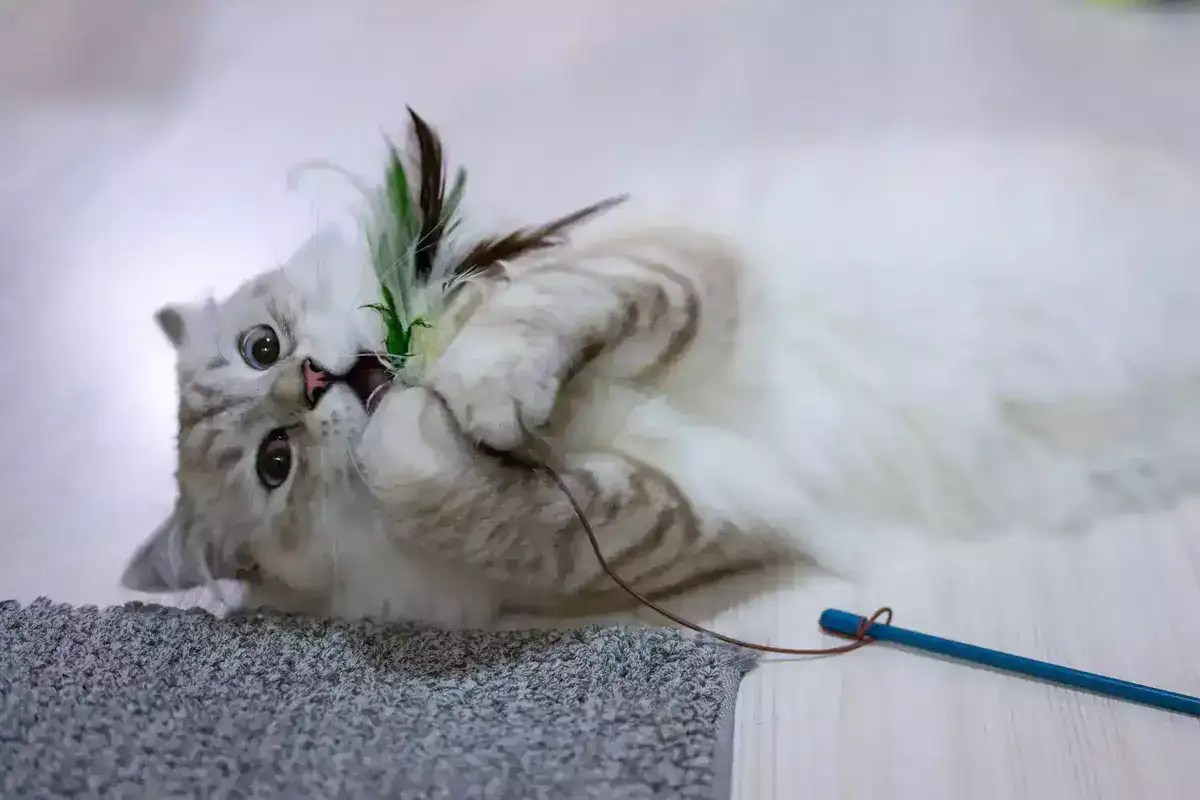 Why Do Cats Like Licking Feathers? MeowFluent