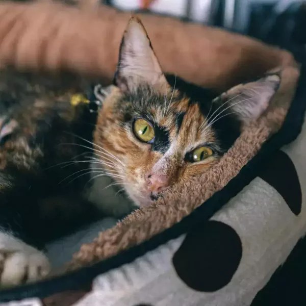 Why Does My Cat Push Me With His Paws? MeowFluent