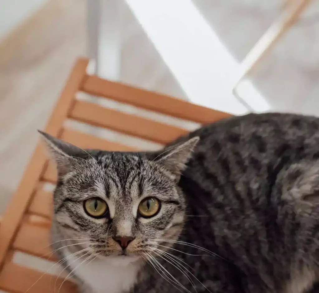 Why Is My Cat Suddenly Scared Of The Kitchen? MeowFluent