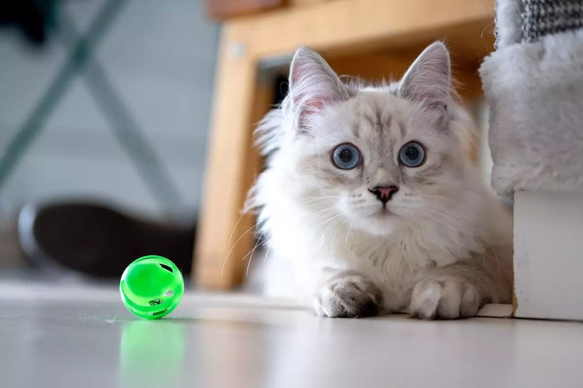 8 Products Your Blind Cat Needs In 2023 MeowFluent