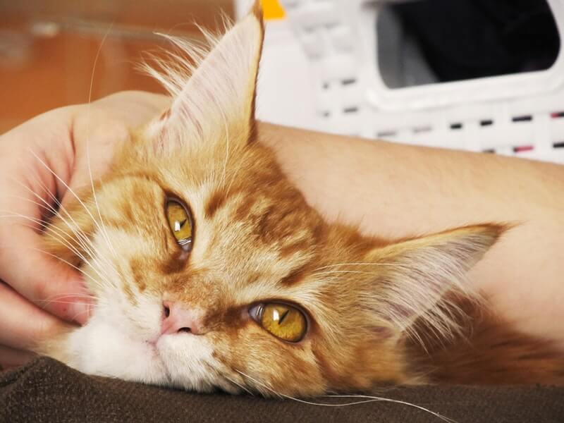 "How to Make My Cat Love Me?" 12 Ways to Earn Your Cat’s Affection