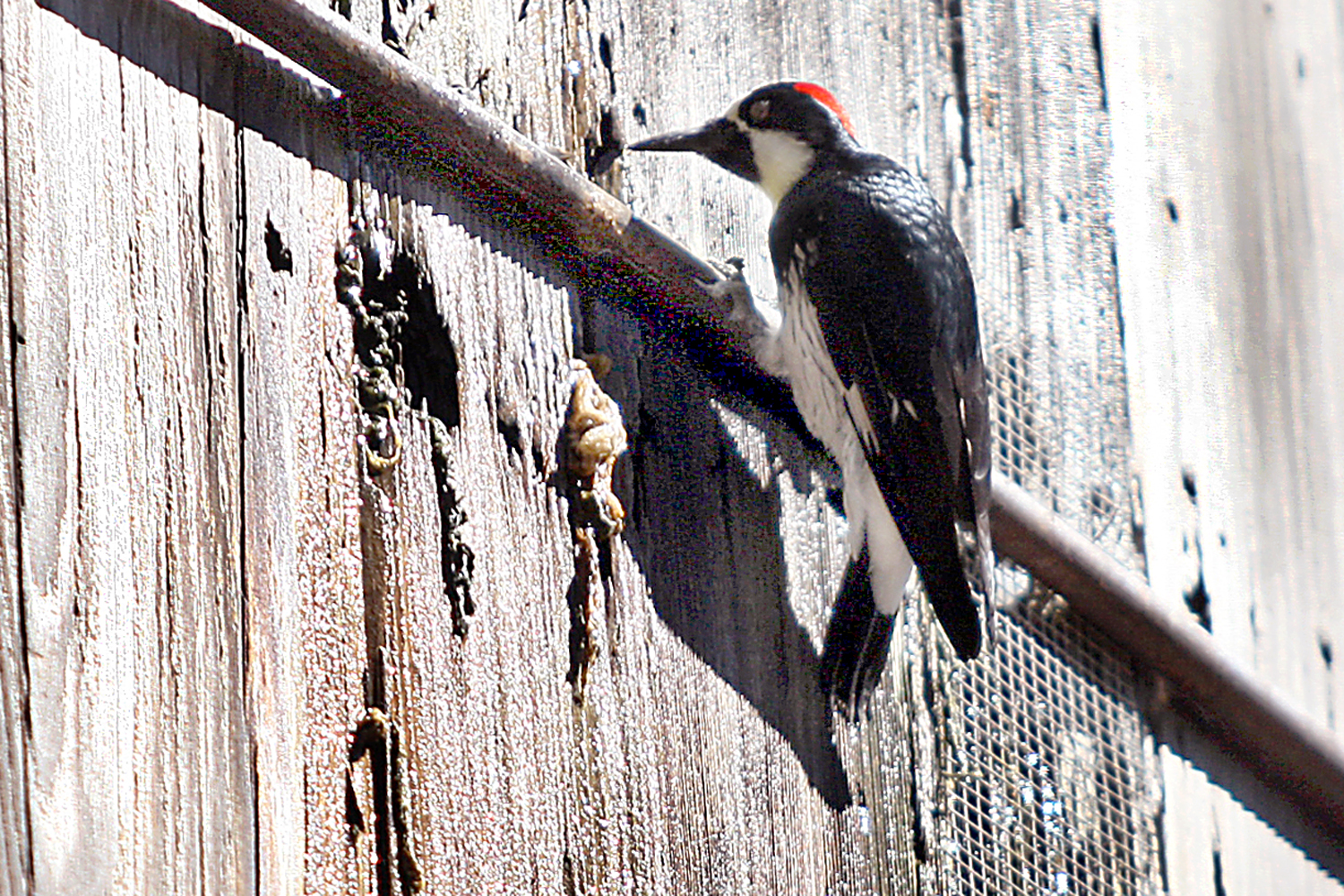Here are ways you can keep woodpeckers off your house and keep your house from being attractive to these interesting birds. Keeping Woodpeckers Bats And Birds Off The House