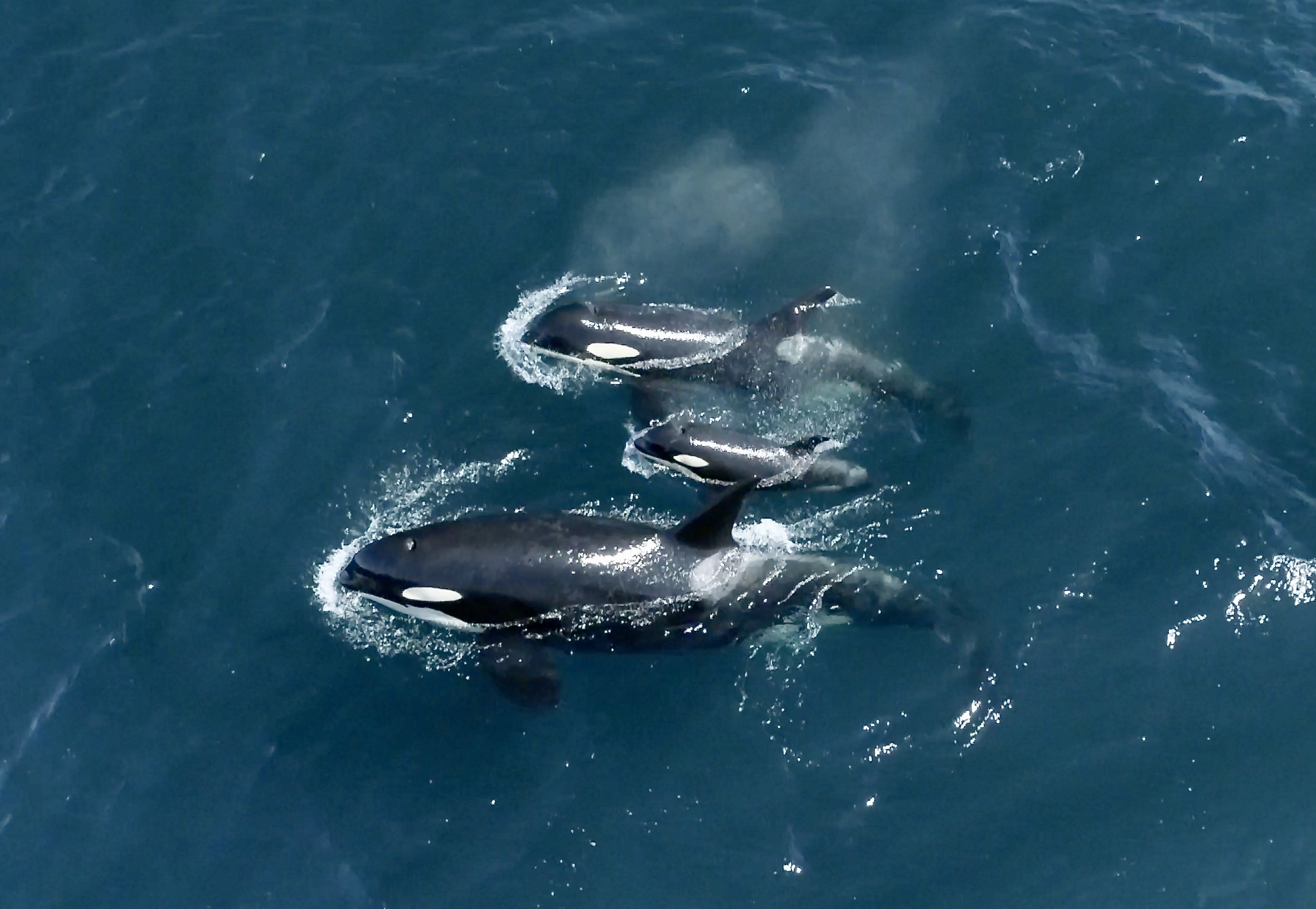 Do Killer Whales Have Hair