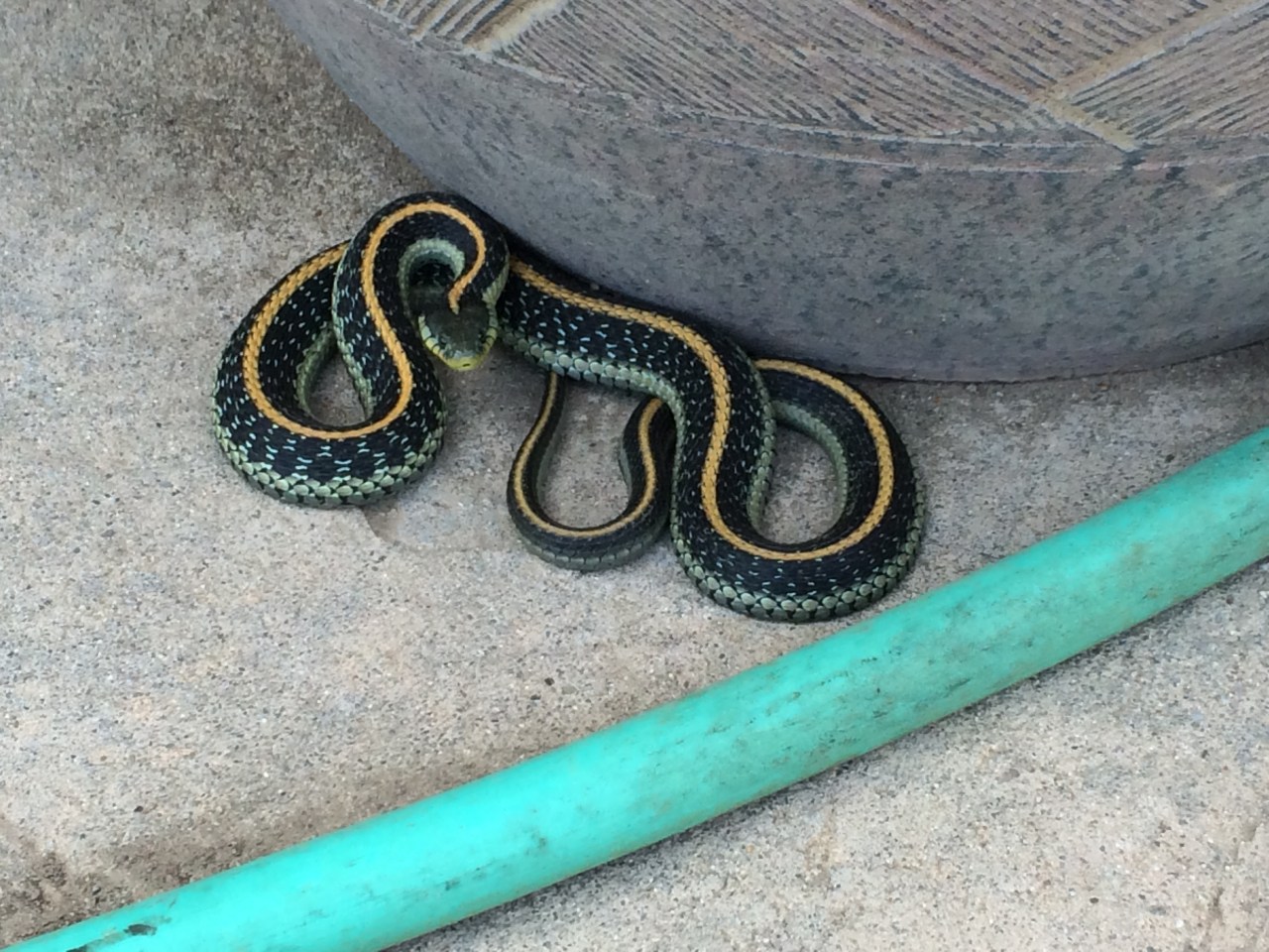 Love or hate 'em, snakes are good for your garden Love or hate 'em, snakes are good for your garden