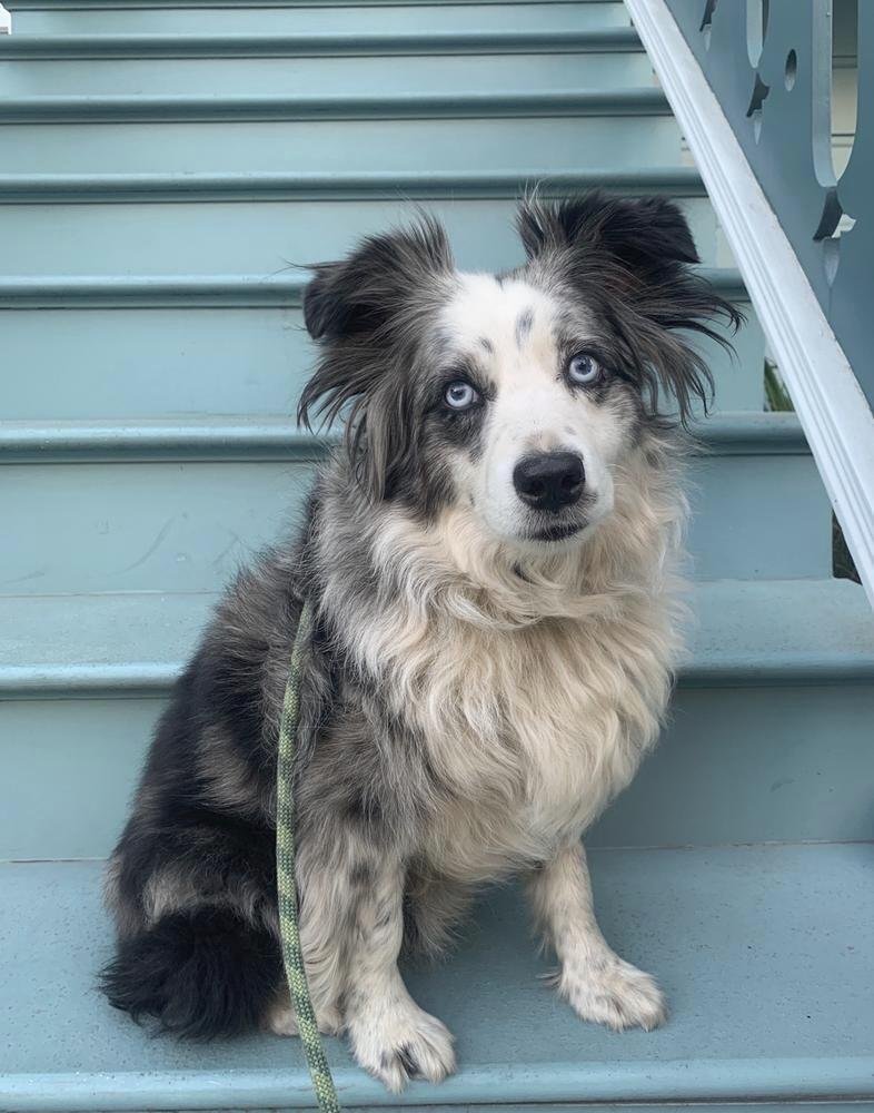 australian shepherd dog blue eyes
