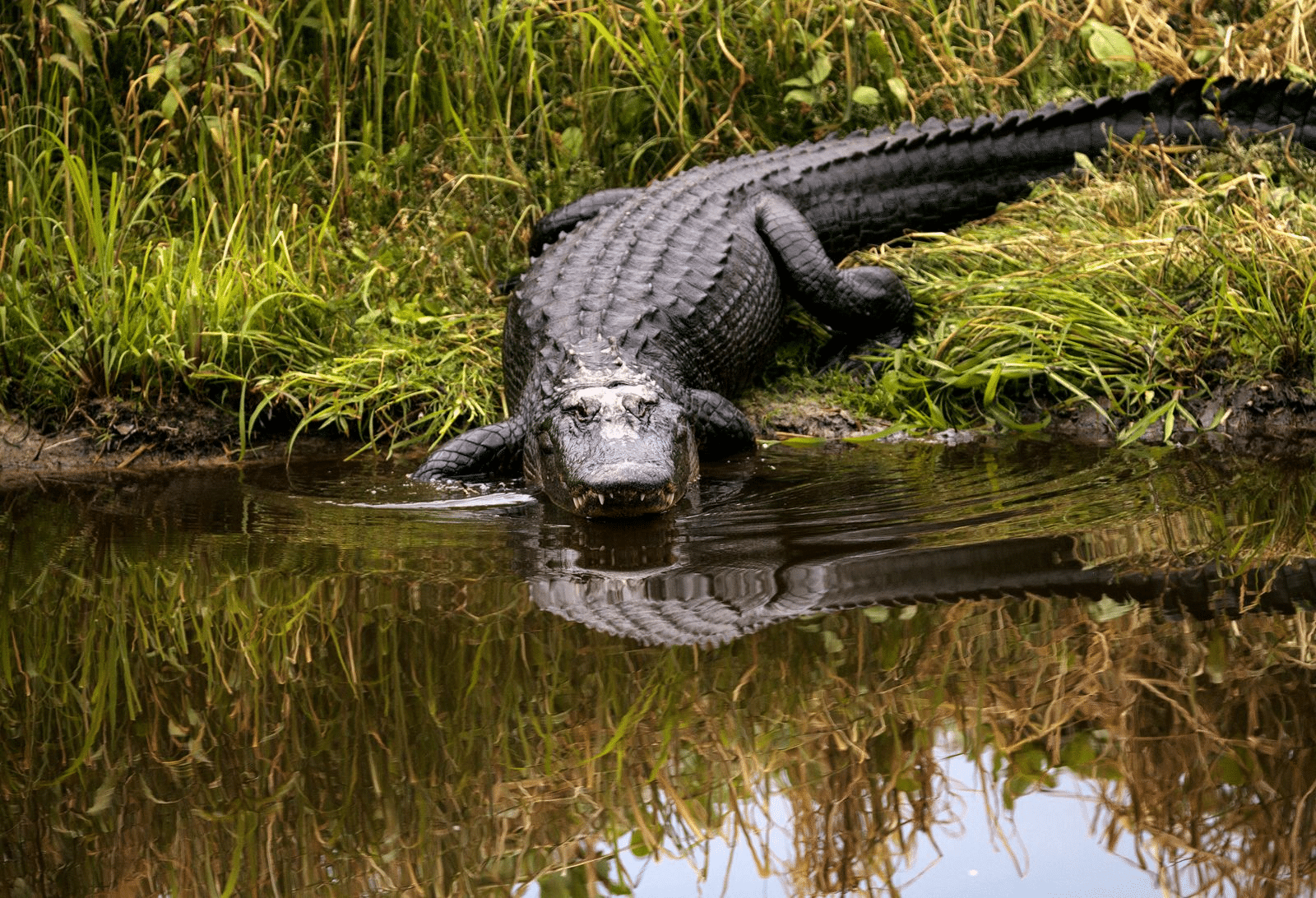 What Color Is an Alligator? The Surprising Truth Meredith Plays
