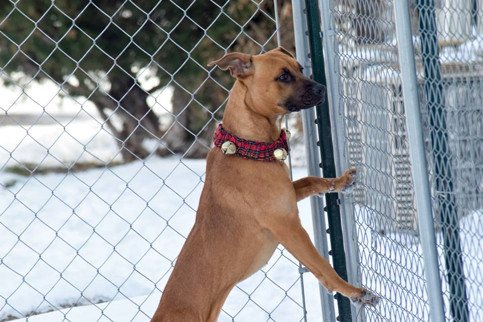 Available Dogs Meridian Valley Humane Society of